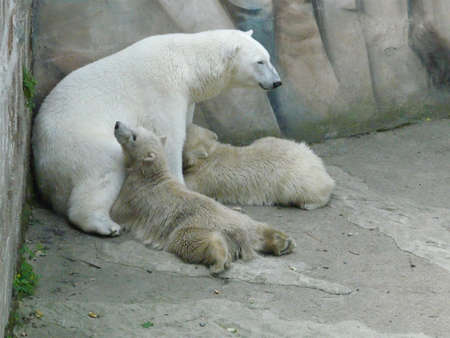 polar bear in Zoo Brnoの写真素材