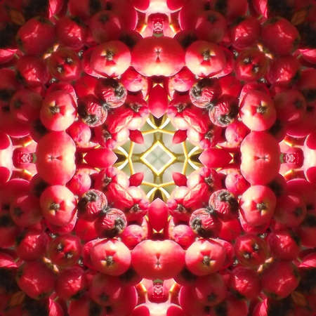 rowan berries abstract backgroundの写真素材