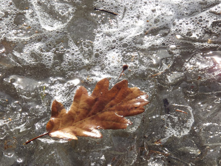 Autumn leaf in the ice crustの写真素材