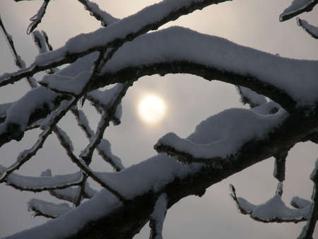 Winter sun in a treeの写真素材