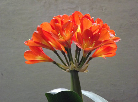 Clivia bloom on a gray background