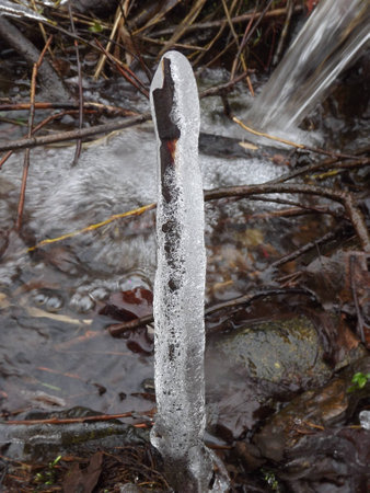 detail twigs frozen in iceの写真素材