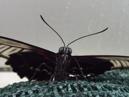 Exotic butterflies in the greenhouse Fata Morgana in the Botanical Garden in Pragueの写真素材