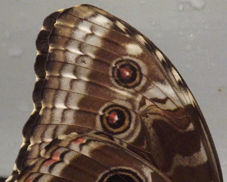 butterfly wing