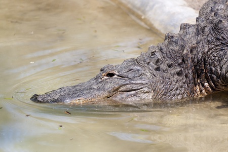 shoves a huge crocodile in waterの写真素材