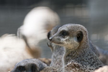 by monitoring a small meerkat burrowの写真素材