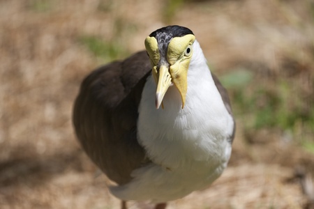 military cold bird, foraging around a lakeの写真素材