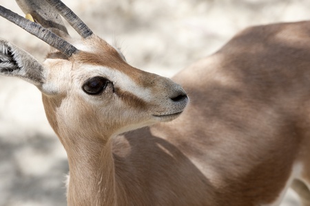 a gazelle in a plain lookingの写真素材