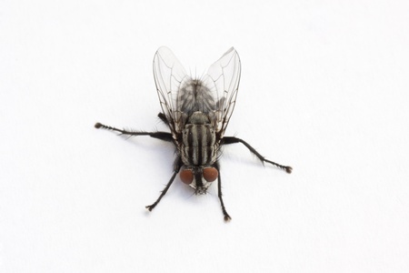 a large fly on a white backgroundの写真素材
