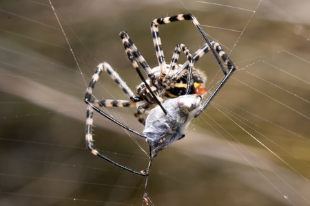 a spider is captive to its prey in its networkの写真素材