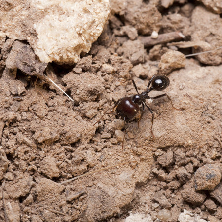 soldier guarding an ant nest