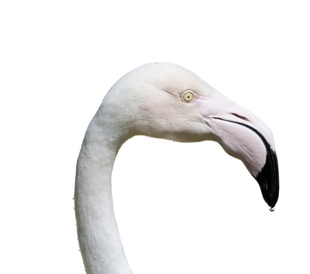the head of a bird flamingo, isolatedの写真素材