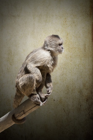 a small monkey climbed a tree branchの写真素材