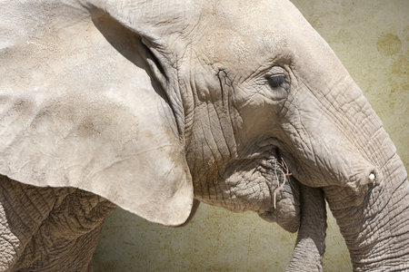 a big elephant lifted his trunkの写真素材