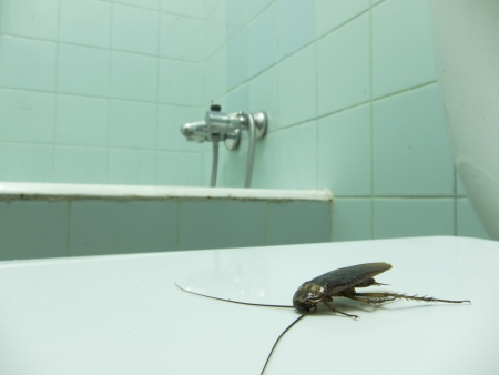 a cockroach in a dirty bathroomの写真素材