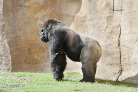 a huge gorilla male silverback commonly calledの写真素材