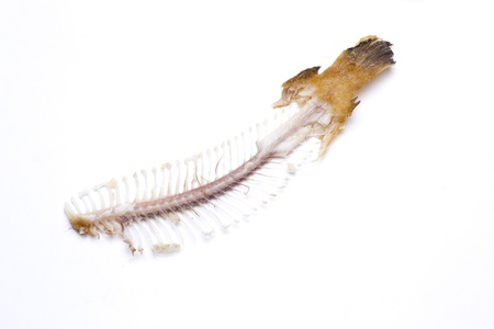 the spine of a dab after being eatenの写真素材