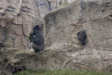 a huge male gorilla, with her little babyの写真素材
