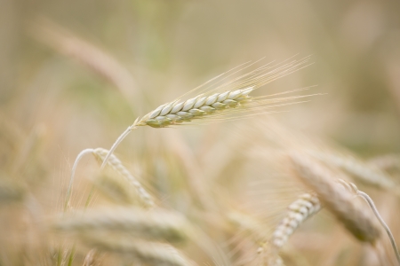 a wheat crop, days before being collectedの写真素材