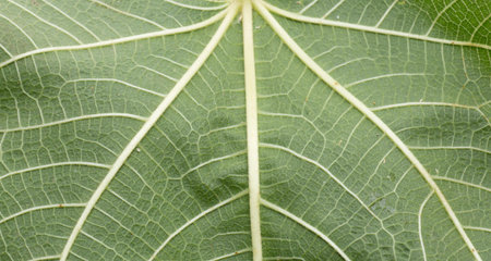 a fig leaf, a rough sheet and pentagon shaped