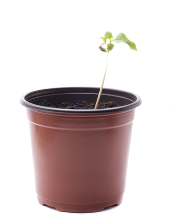 growth of a Japanese cherry treeの写真素材