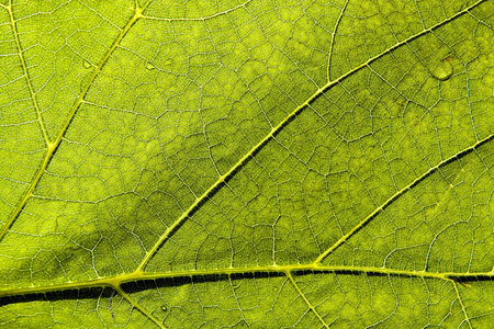 green leaf