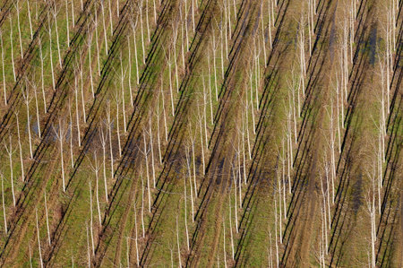 Wood pattern