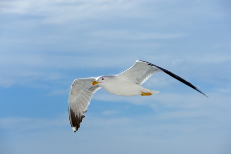 A seagull flying in the skyの写真素材