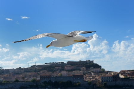 Landscape of Portoferraio harbor on Elba islandItalyの写真素材