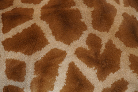 Giraffe\'s fur close-up of giraffes markings, skin texture - Animal Print