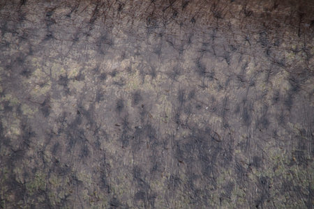 Real Hippo skin - Pachyderm Hippopotamus skin texture