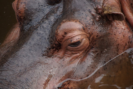 A Hippopotamus raises its head above waters - hippo eyeの写真素材