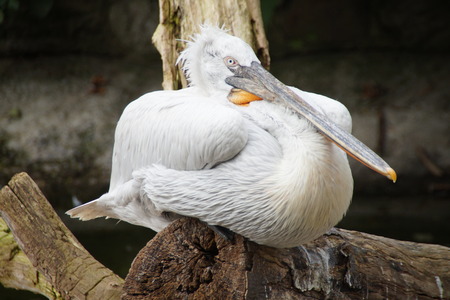 Pelican headsの写真素材