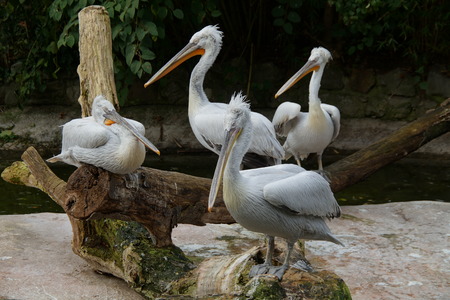 Pelicansの写真素材