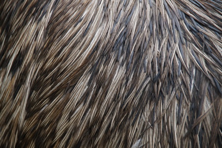 Porcupine body with spines - skin Close-Up backgroundの写真素材