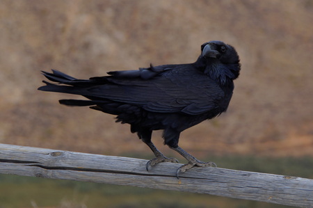 Canary island raven, Corvus corax tingitanusの写真素材