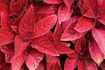 Red plant leaves background.の写真素材