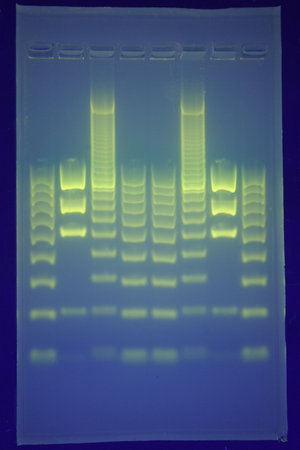 Separation of DNA on an agarose gel