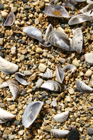 Shells and pebbles