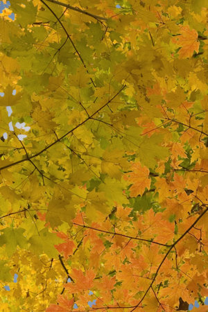 fall foliage