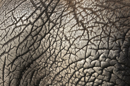 Abstract image of elephant skin textureの写真素材