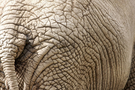 Elephant skin