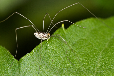 Harvestman spider foraging on a leafの写真素材