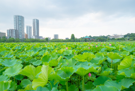 Lotus pond at ueno parkの写真素材