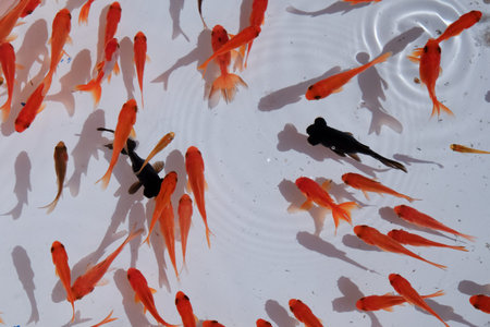 Orange fish and black fish in the waterの写真素材