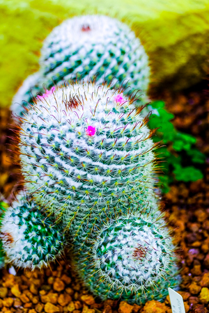 cactus in Queen Sirikit Botanic Gardenの写真素材