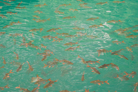 Fish in Cheow Lan Lake