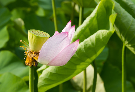 Water lily in Ueno Parkの写真素材