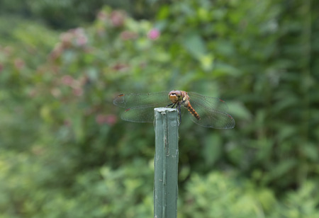 Beautiful dragonfly in the natureの写真素材