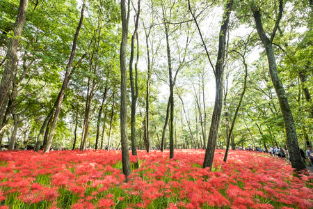 Red Spider Lily in Kinchakuda Manjyusyage Park Saitama JAPAN;25th September 2016のeditorial素材